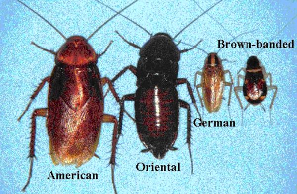 Pest Control Malaysia